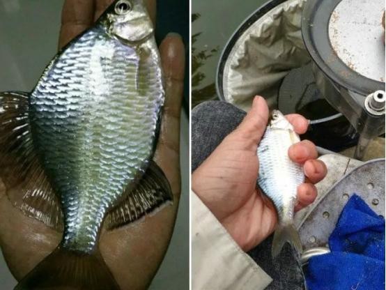 平克魚能長多大