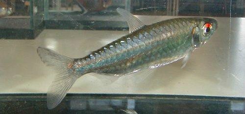 平克魚能長多大