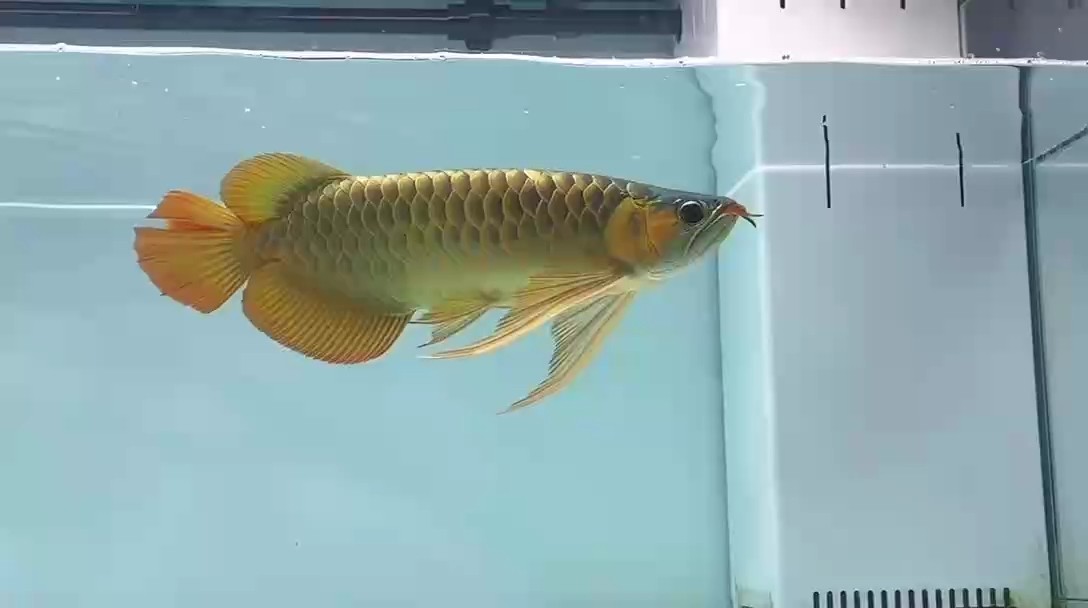 太久沒來分享視頻 今天走一波 太久沒來分享視頻 今天走一波 龍魚論壇
