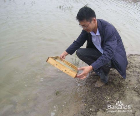 花鰱魚在魚缸怎么養殖視頻中的養殖技巧：花鰱魚在魚缸怎么養殖