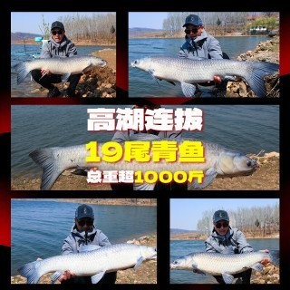 化氏龍紋鯉五代性能如何？