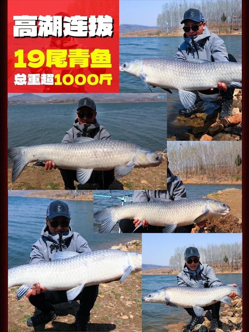 化氏龍紋鯉五代性能如何？