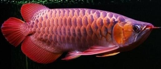 龍魚白便的外觀特征（龍魚白便是什么原因引起的） 龍魚白便的外觀特征（龍魚白便是什么原因引起的） 龍魚百科 第4張