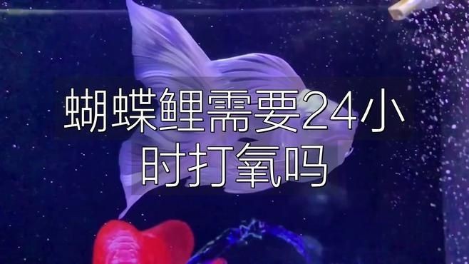 蝴蝶鯉需要一直打氧嗎