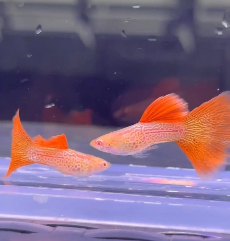 孔雀魚比賽有哪些級別？