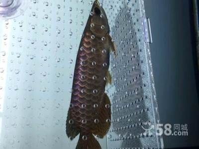 進(jìn)口金龍魚(yú)的芯片在什么部位生產(chǎn)出來(lái)的：進(jìn)口金龍魚(yú)的芯片是如何植入的？