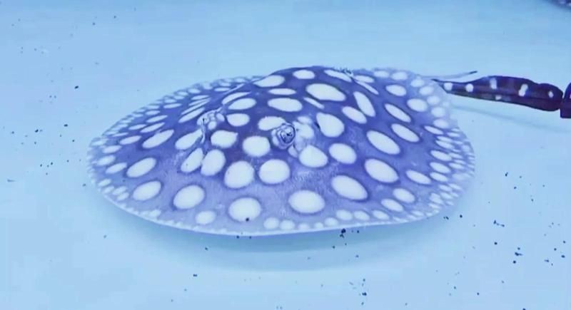 魟魚換水的正確方法 魟魚換水的正確方法 龍魚論壇 第11張
