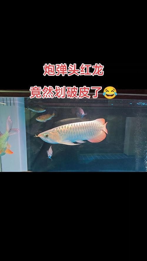 500萬紅龍魚圖片