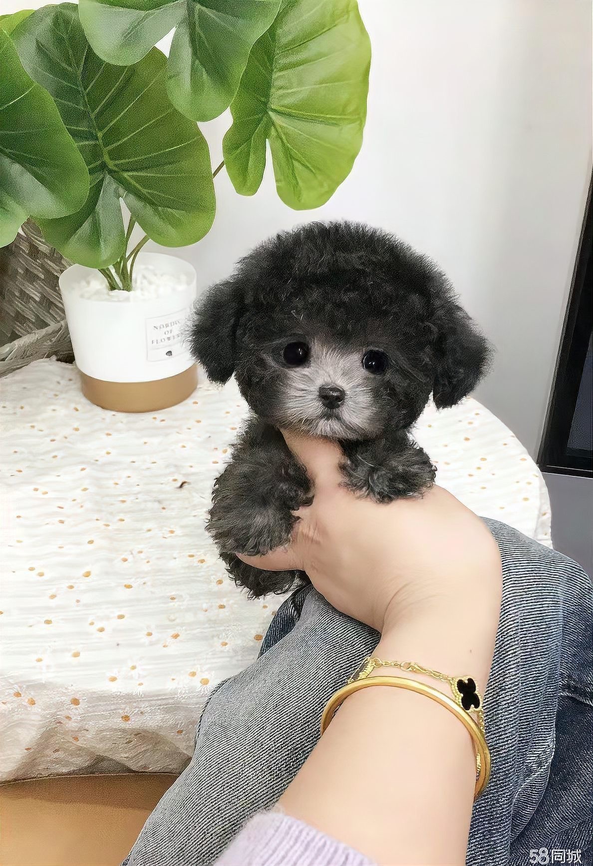 寵物在長城攀爬時需要注意什么？