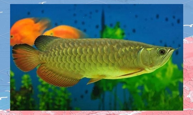 長城杯龍魚冠軍的成交價是多少？ 長城杯龍魚冠軍的成交價是多少？ 2025長城杯龍魚大賽 第15張