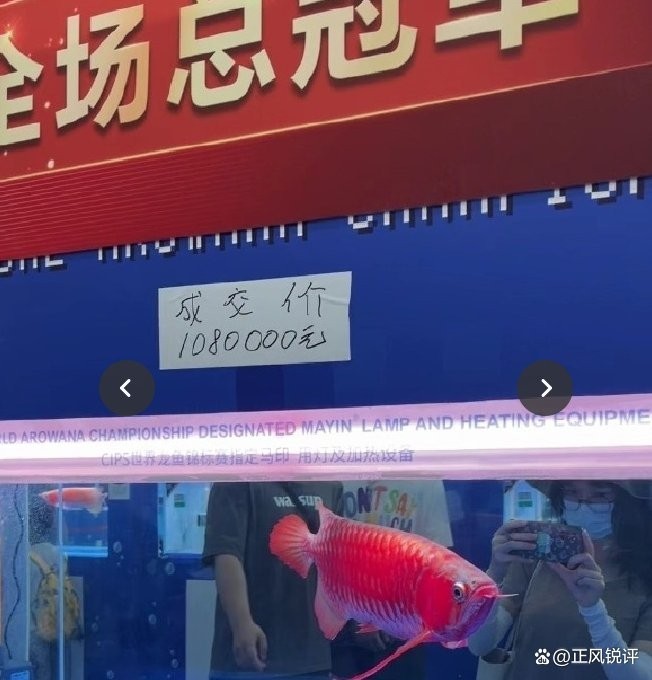 長城杯龍魚冠軍的成交價是多少？ 長城杯龍魚冠軍的成交價是多少？ 2025長城杯龍魚大賽 第13張