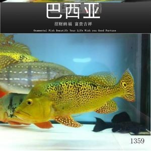 紅老虎魚混養龍魚怎么養：混養紅老虎魚和龍魚怎么養 紅老虎魚混養龍魚怎么養：混養紅老虎魚和龍魚怎么養 龍魚百科 第3張