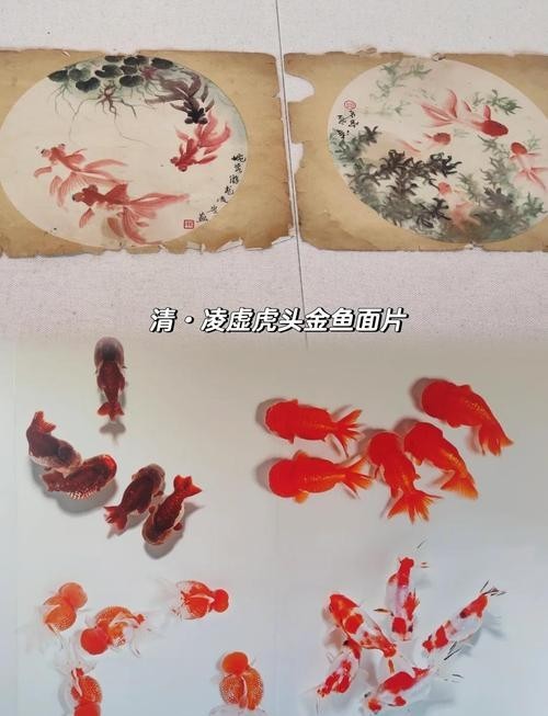 門券觀賞魚展 門券觀賞魚展 2025長城杯龍魚大賽 第5張