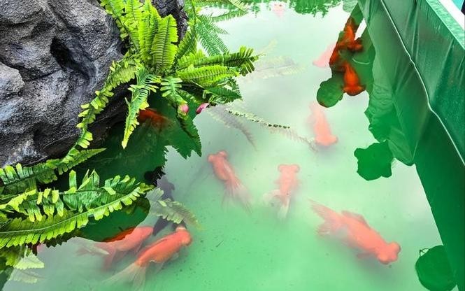 門券觀賞魚展 門券觀賞魚展 2025長城杯龍魚大賽 第4張