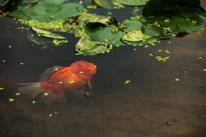 門券觀賞魚展 門券觀賞魚展 2025長城杯龍魚大賽 第1張