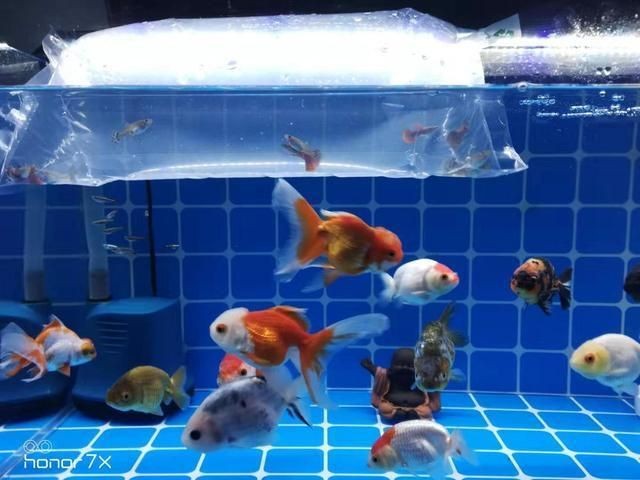 魚(yú)缸濾材品牌推薦一下：優(yōu)質(zhì)魚(yú)缸濾材品牌推薦