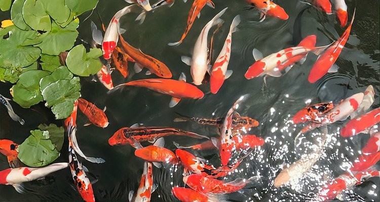 如何區(qū)分錦鯉和鯉魚？