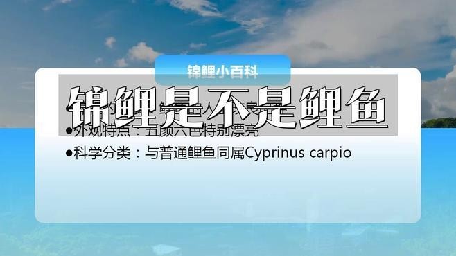 如何區(qū)分錦鯉和鯉魚？