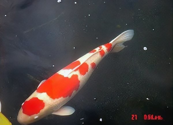 如何區分錦鯉和鯉魚？