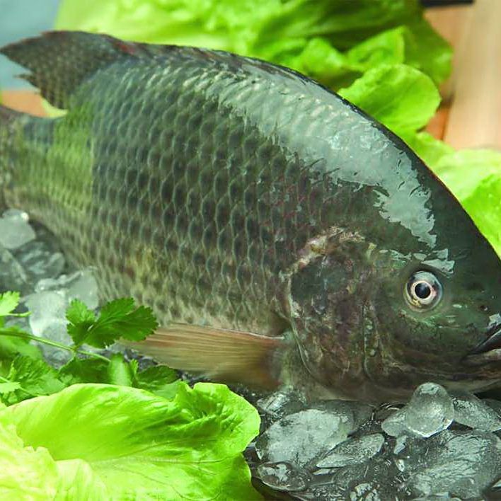 福壽魚觀賞魚
