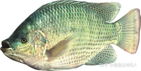 福壽魚觀賞魚