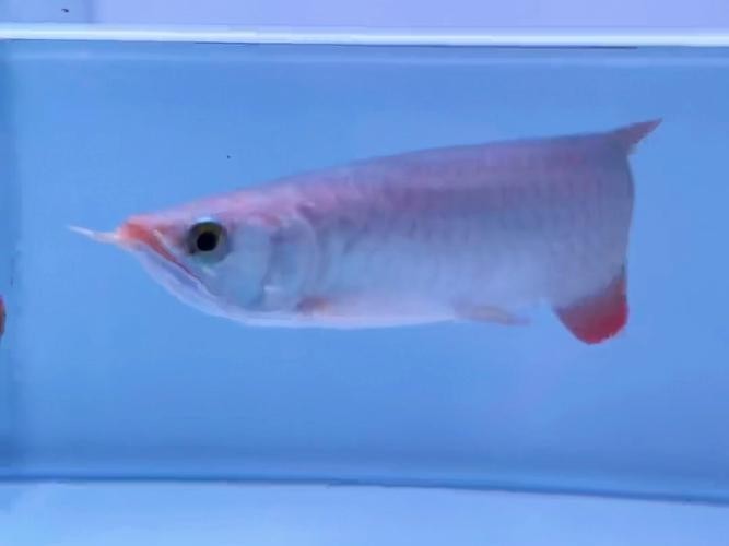 還有沒有其他賽級紅龍的培養步驟？