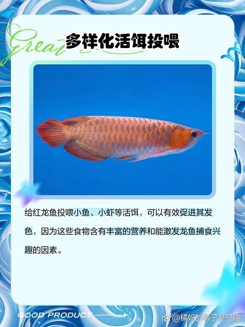 還有沒有其他賽級紅龍的培養步驟？