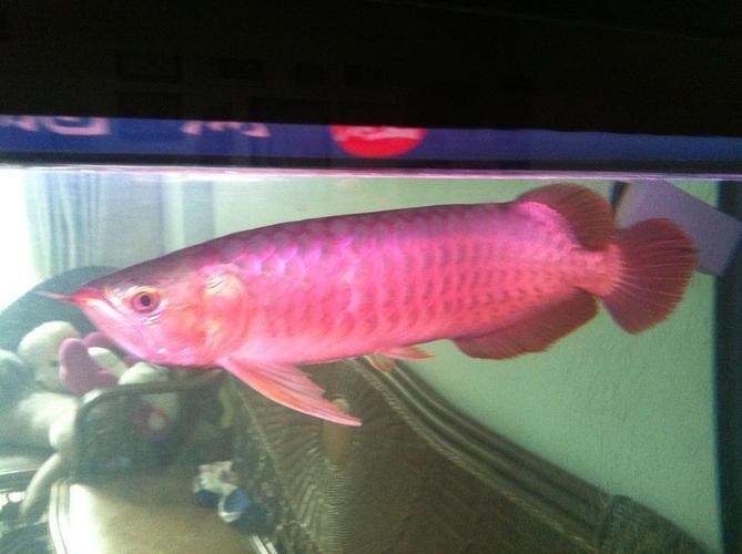 還有沒有其他賽級紅龍的培養步驟？