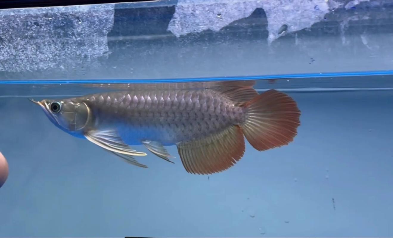 還有沒有其他賽級紅龍的培養步驟？