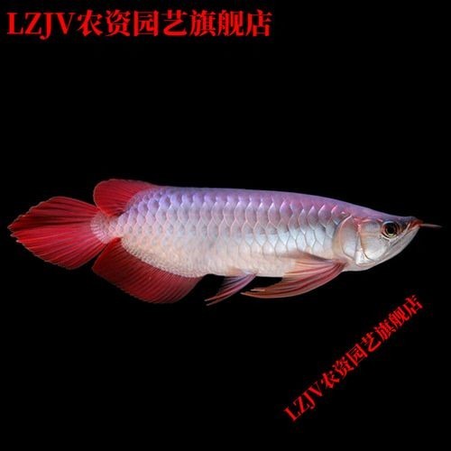 還有沒有其他賽級紅龍的培養步驟？