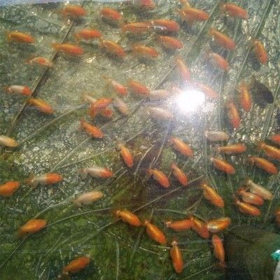 龍魚小苗：龍魚小苗的飼養環境、水質管理以及日常護理方法以及日常護理方法