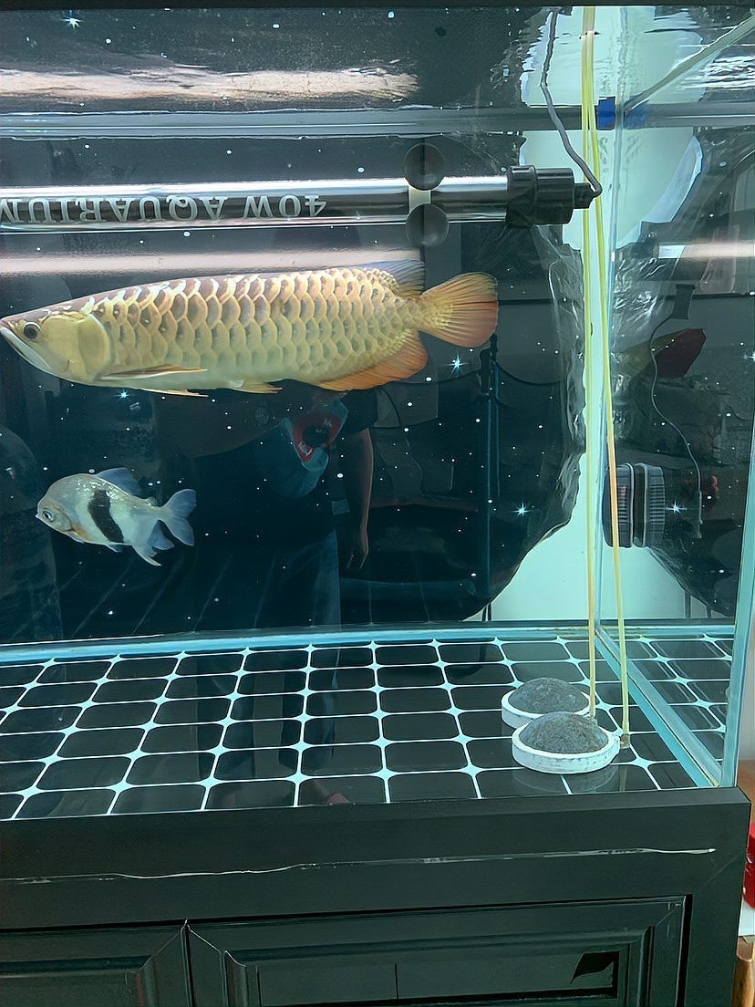 如何準備龍魚參加比賽？