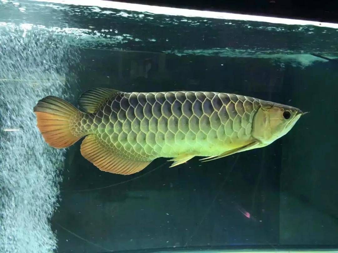 成年過背金龍魚多少公分能長大：過背金龍魚成年過背金龍魚養多久能長大m.wannianli