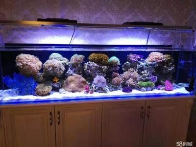 【58同城】魚缸維修（58同城】魚缸維修服務詳解）
