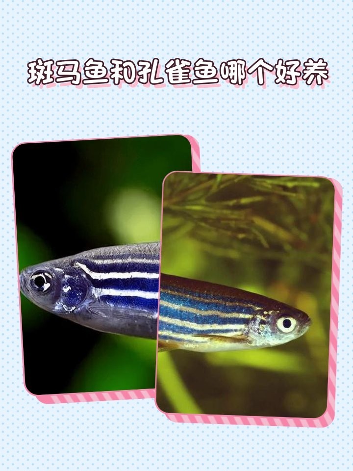 孔雀魚和斑馬魚哪個(gè)更好養(yǎng)？