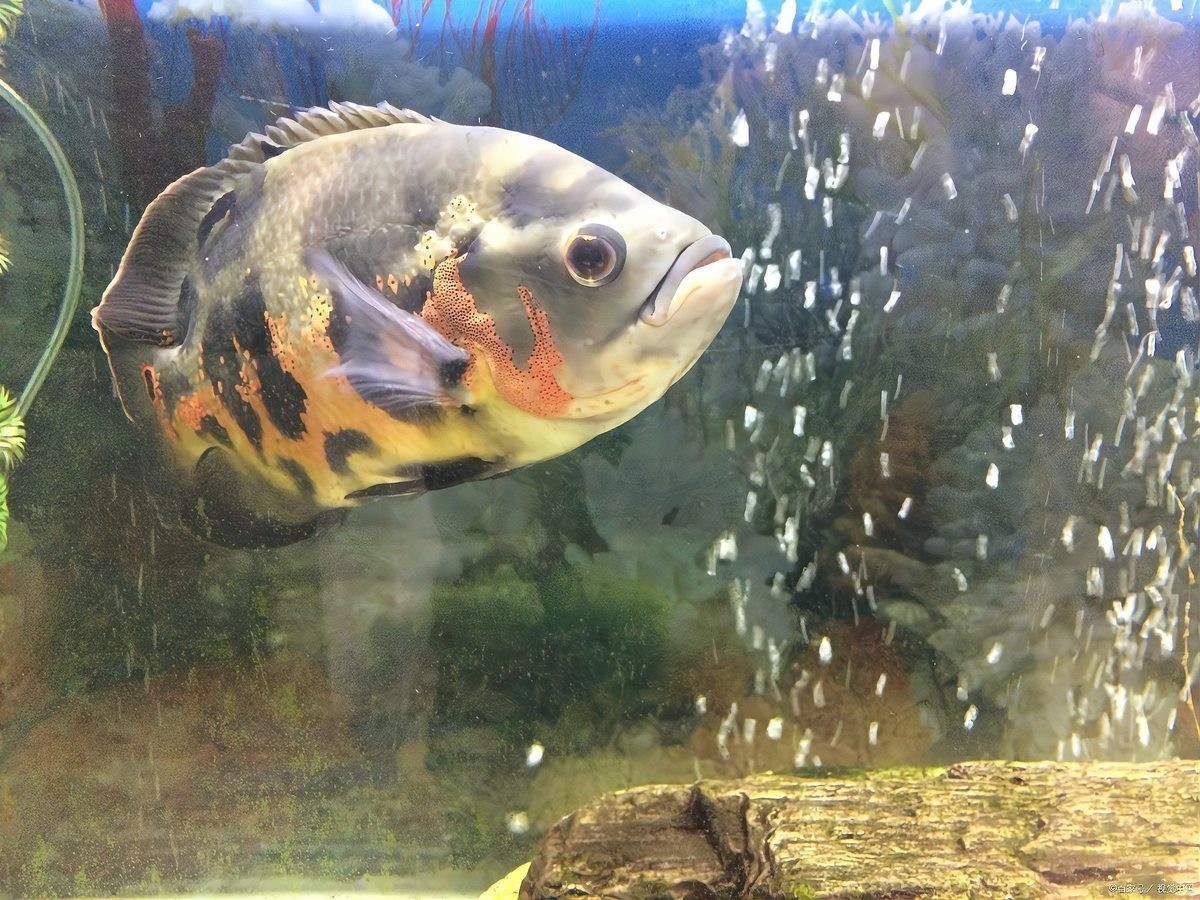 孔雀魚和斑馬魚哪個(gè)更好養(yǎng)？
