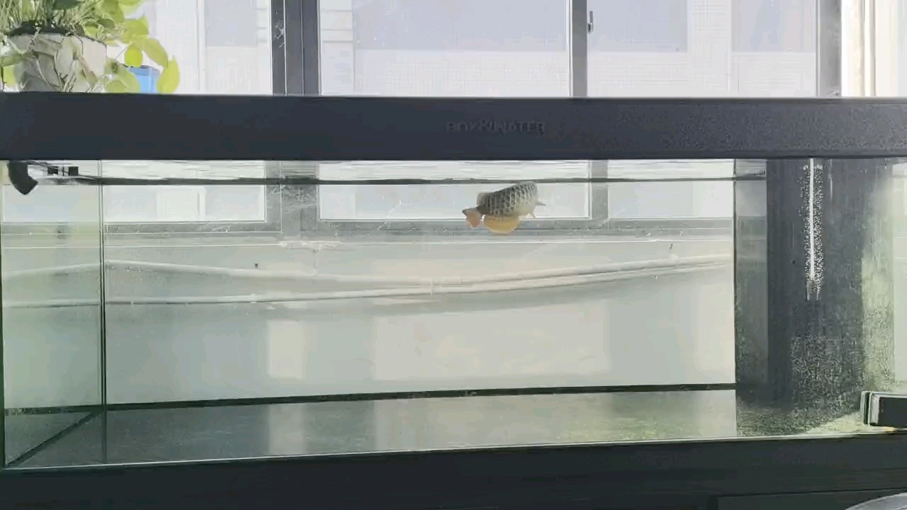 還是這個狀態