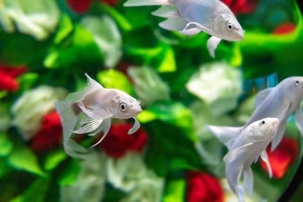 魚缸里絮狀的東西是什么：魚缸里出現(xiàn)的絮狀物是怎么回事