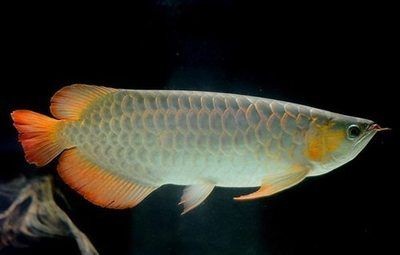 成年銀龍魚長度（成年銀龍魚能長多大銀龍魚能長多大銀龍魚能長多大）