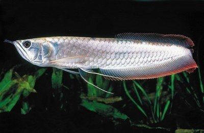 成年銀龍魚長度（成年銀龍魚能長多大銀龍魚能長多大銀龍魚能長多大）