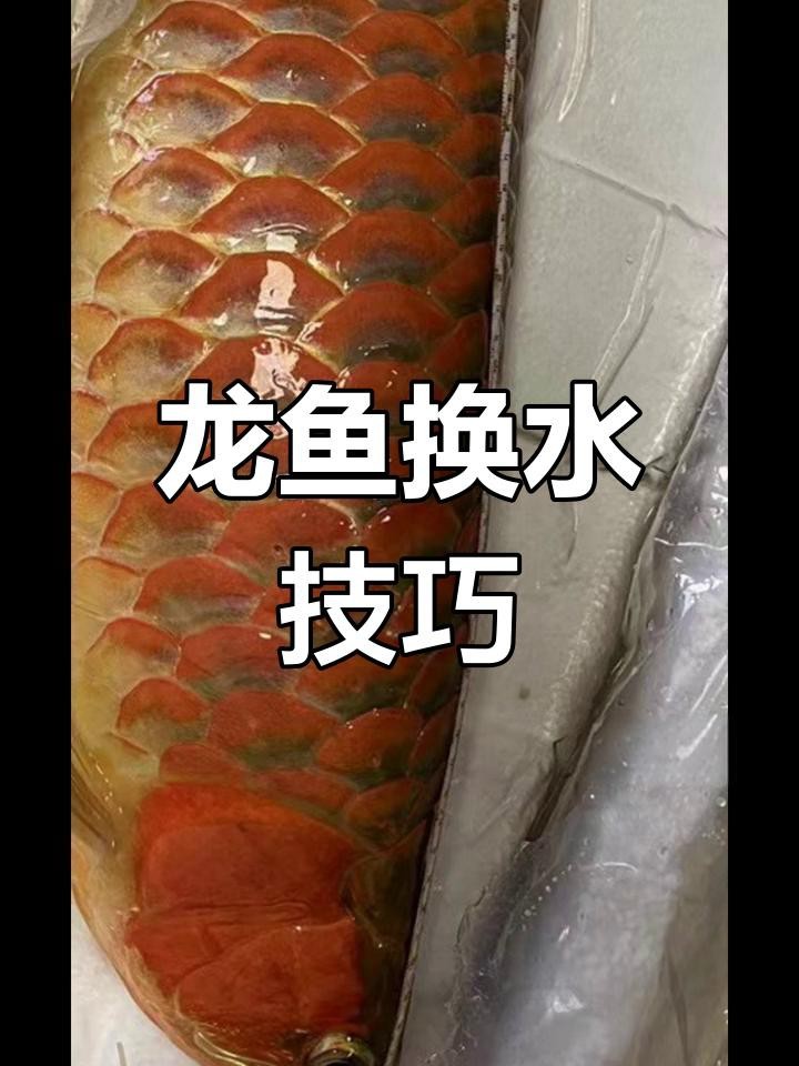 龍魚(yú)換水時(shí)需要加入什么嗎？