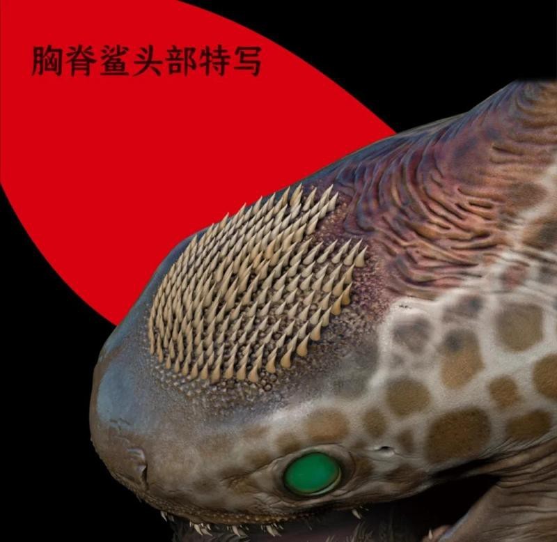 鯊魚的鰭在哪個部位 鯊魚的鰭在哪個部位 龍魚論壇 第1張