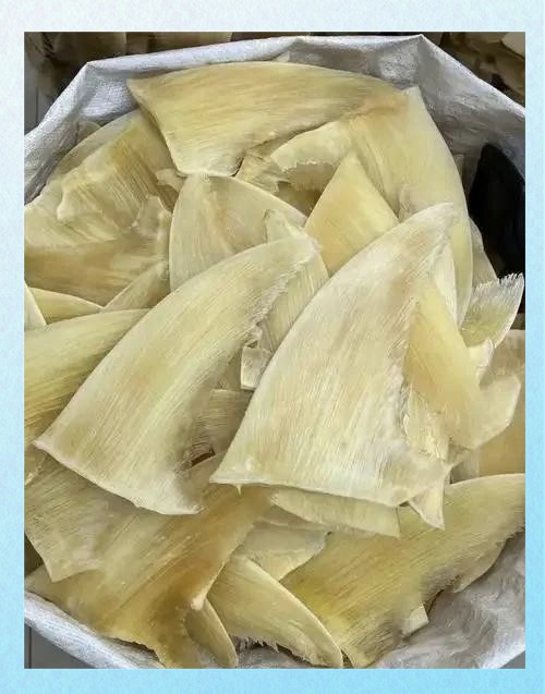 鯊魚的鰭在哪個部位 鯊魚的鰭在哪個部位 龍魚論壇 第2張