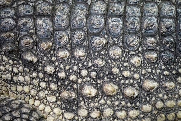 龍魚為什么要拔掉鱗片：龍魚拔鱗后的護理要點 龍魚為什么要拔掉鱗片：龍魚拔鱗后的護理要點 龍魚百科 第2張