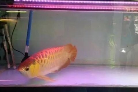 龍魚的藥劑對其他魚有害嗎為什么：龍魚藥劑對其他魚是否有害