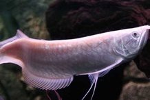 家庭養什么魚最好轉運招財