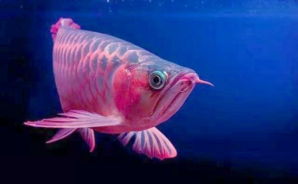 紅龍觀賞魚價(jià)格及圖片大全