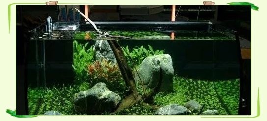 如何欣賞水草造景大賽作品？ 如何欣賞水草造景大賽作品？ 2025長城杯龍魚大賽 第4張