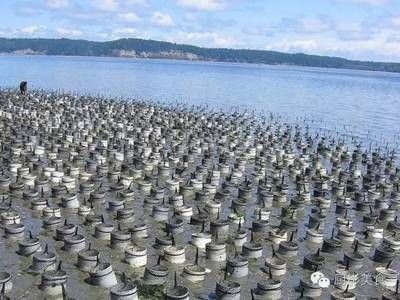 河蚌養在魚缸里是否會導致死亡取決于多種因素以下是根據搜索結果：河蚌養在魚缸里會導致死亡嗎？ 河蚌養在魚缸里是否會導致死亡取決于多種因素以下是根據搜索結果：河蚌養在魚缸里會導致死亡嗎？ 魚缸百科 第1張