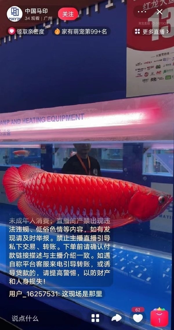 龍魚(yú)錦標(biāo)賽的歷史和發(fā)展